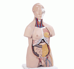 Anatomía